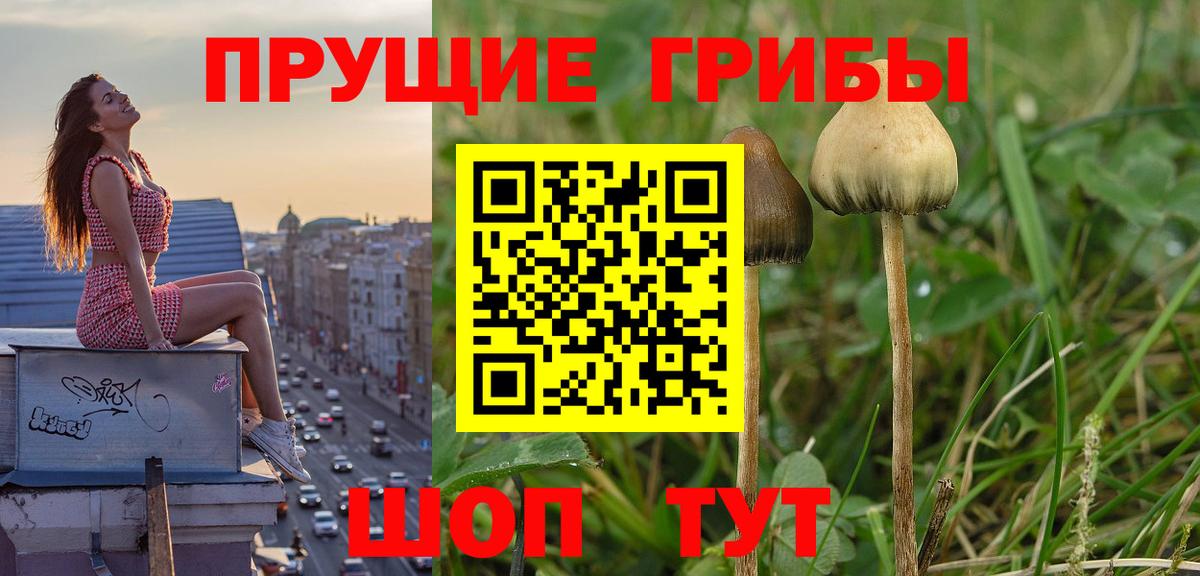 где купить наркоту  Галлюциногенные грибы Psilocybe  Вход с VPN  Кудрово 